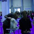 /album/fehova-winter-dog-show/mg-0298-copy-jpg/